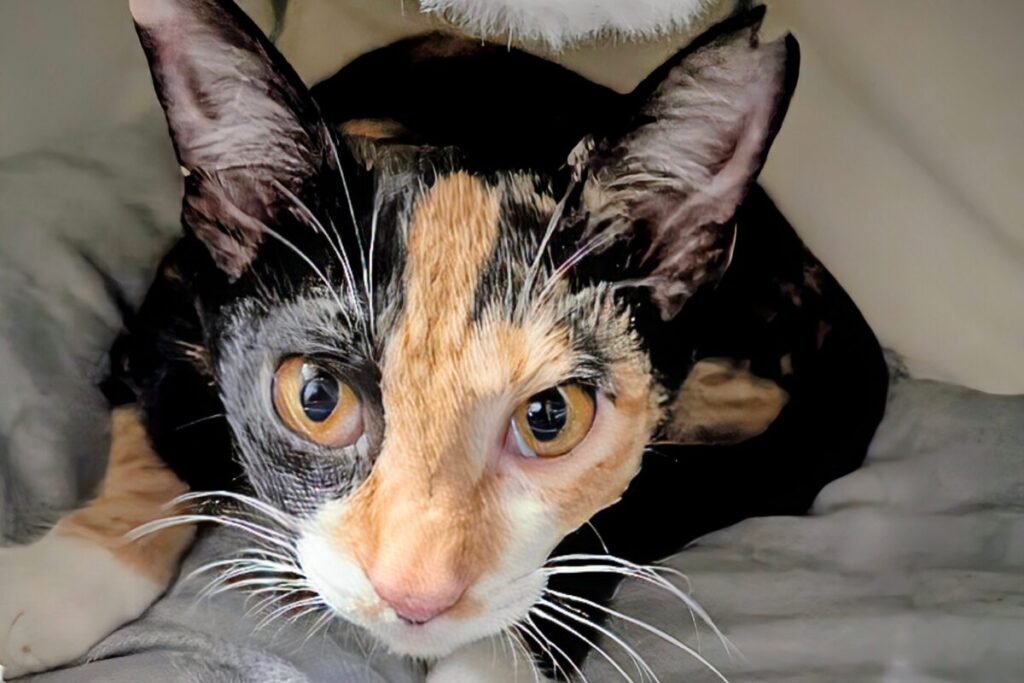 ミミからのお願い